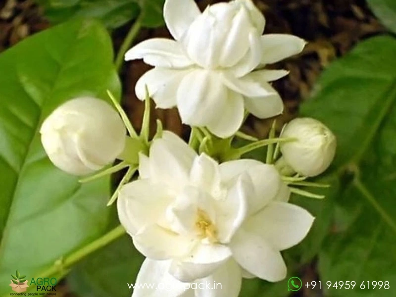 Jasmine3