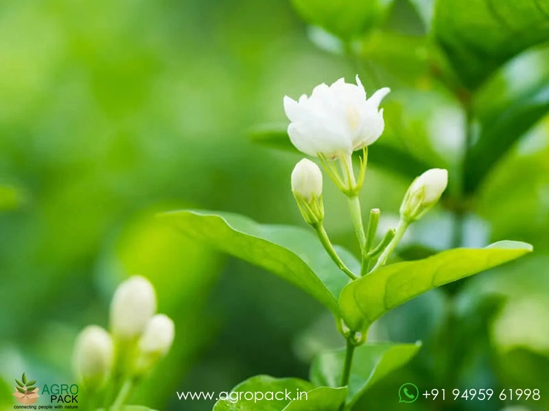 Jasmine4