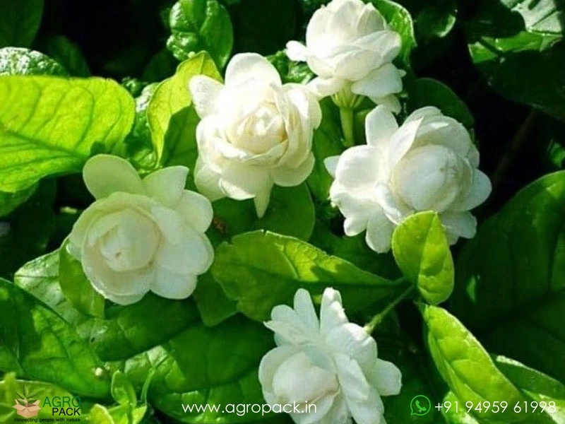 Jasmine5