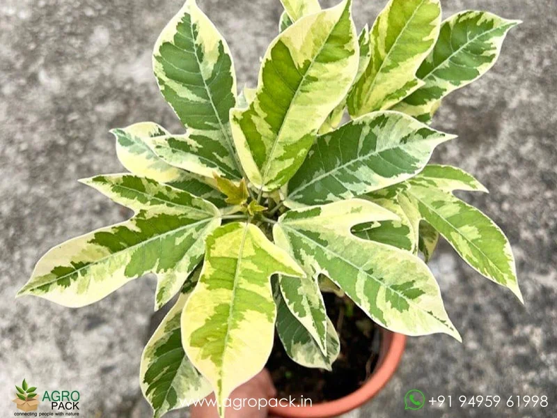 Jatropha-Red-Variegated6