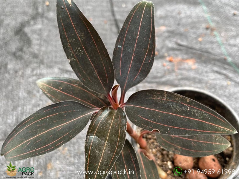 Jewel-Orchid1