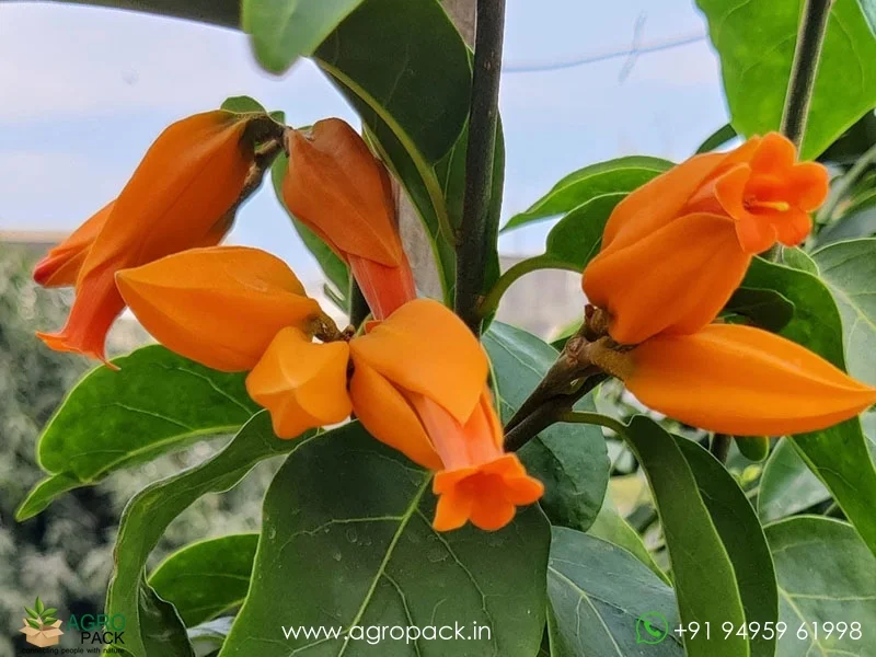 Juanulloa-mexicana-Gold-Finger5
