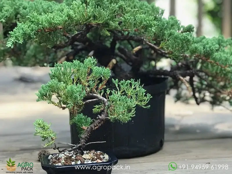 Juniper3