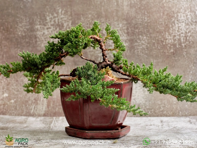 Juniper4