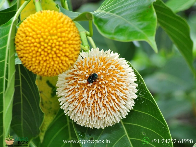 Kadamba-Anthocephalus-cadamba1