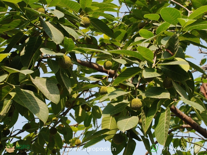 Kadamba-Anthocephalus-cadamba3
