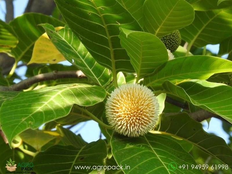 Kadamba-Anthocephalus-cadamba5