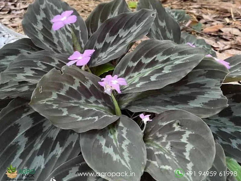 Kaempferia-rotunda-Peacock-Ginger1