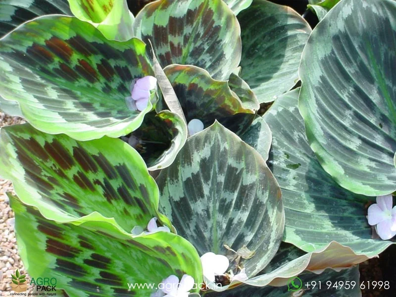 Kaempferia-rotunda-Peacock-Ginger2