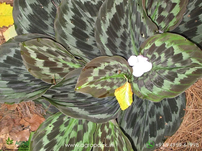 Kaempferia-rotunda-Peacock-Ginger3