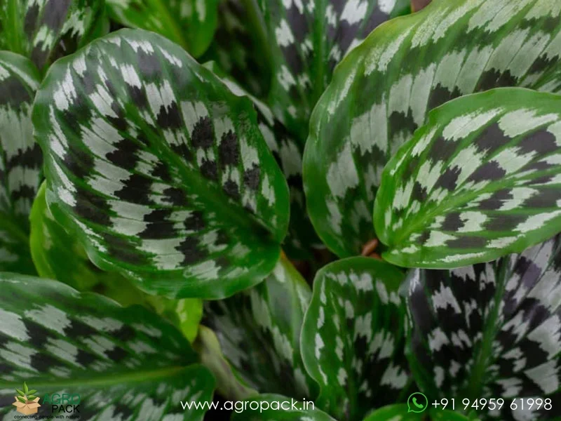 Kaempferia-rotunda-Peacock-Ginger6