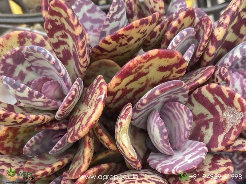 Kalanchoe-Humilis1