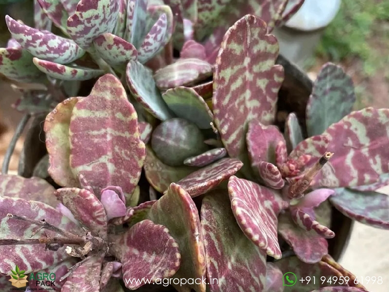 Kalanchoe-Humilis3