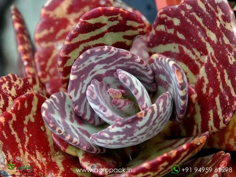 Kalanchoe-Humilis4