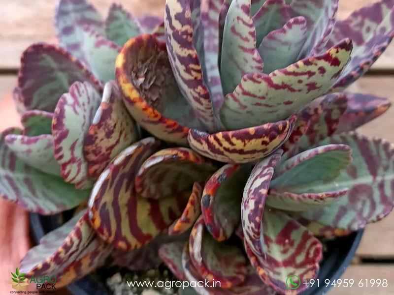 Kalanchoe-Humilis6