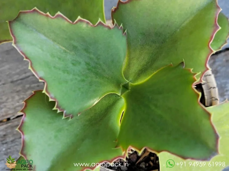 Kalanchoe-synsepala-Walking-Kalanchoe1