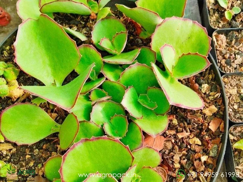 Kalanchoe-synsepala-Walking-Kalanchoe2