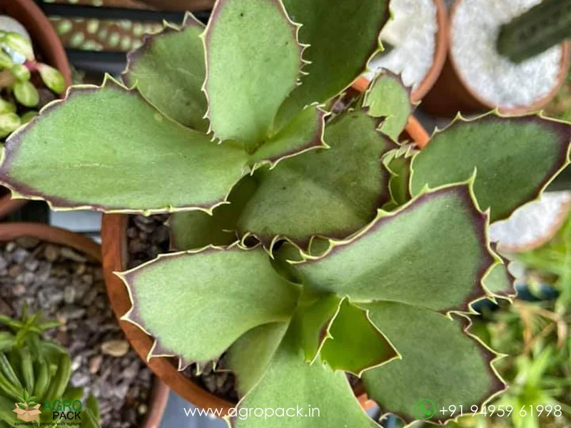 Kalanchoe-synsepala-Walking-Kalanchoe3