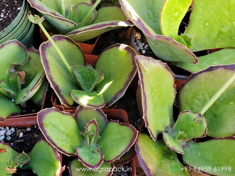Kalanchoe-synsepala-Walking-Kalanchoe4