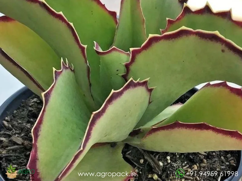 Kalanchoe-synsepala-Walking-Kalanchoe5