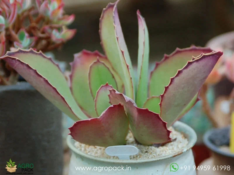 Kalanchoe-synsepala-Walking-Kalanchoe6