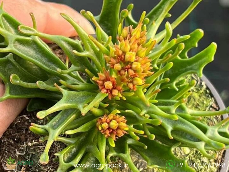 Kalanchoe-tarantula-Succulent1