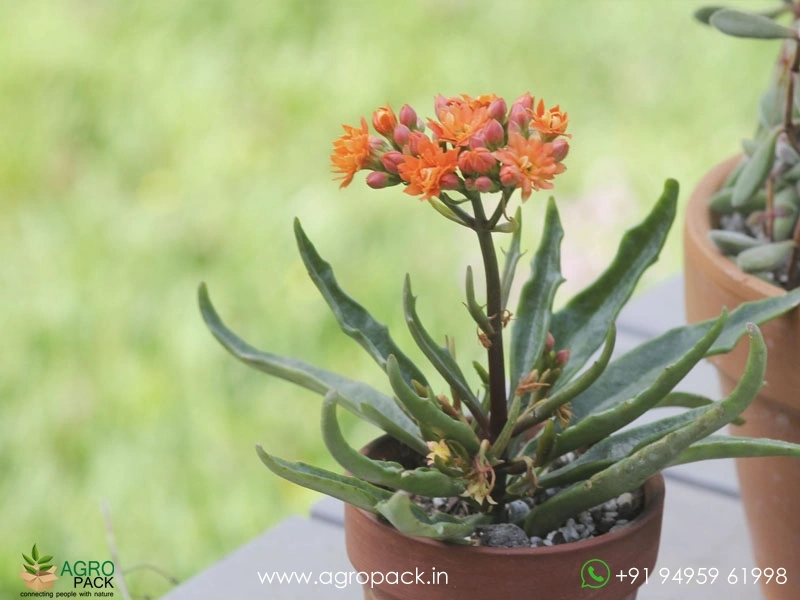 Kalanchoe-tarantula-Succulent2