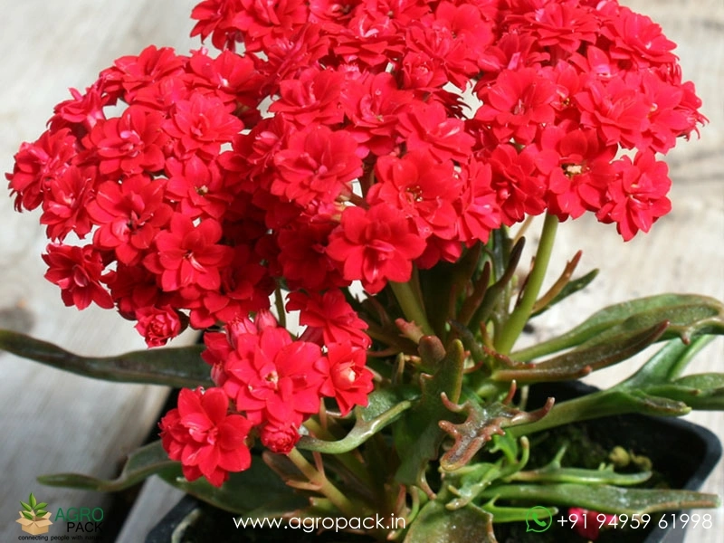 Kalanchoe-tarantula-Succulent4