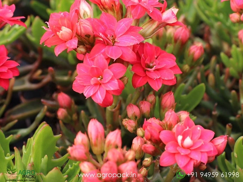 Kalanchoe-tarantula-Succulent5