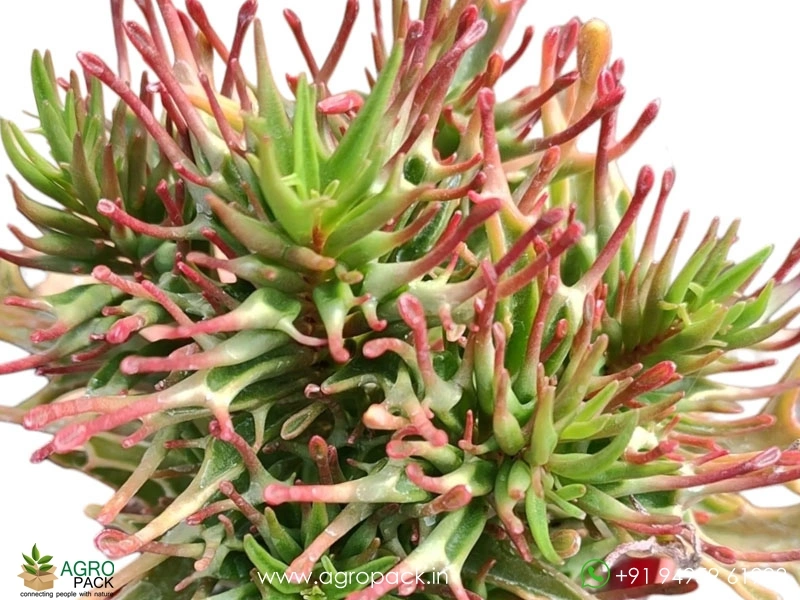 Kalanchoe-tarantula-Succulent6