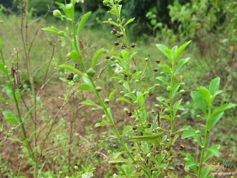 Kallurukki-Dried-Plants4