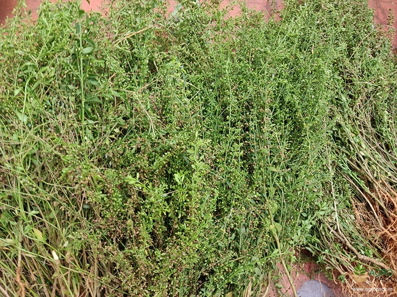 Kallurukki6