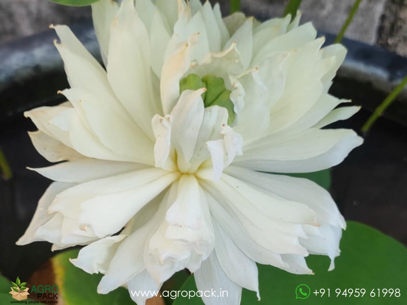 Kanchan-Bowl-Verity-Lotus1