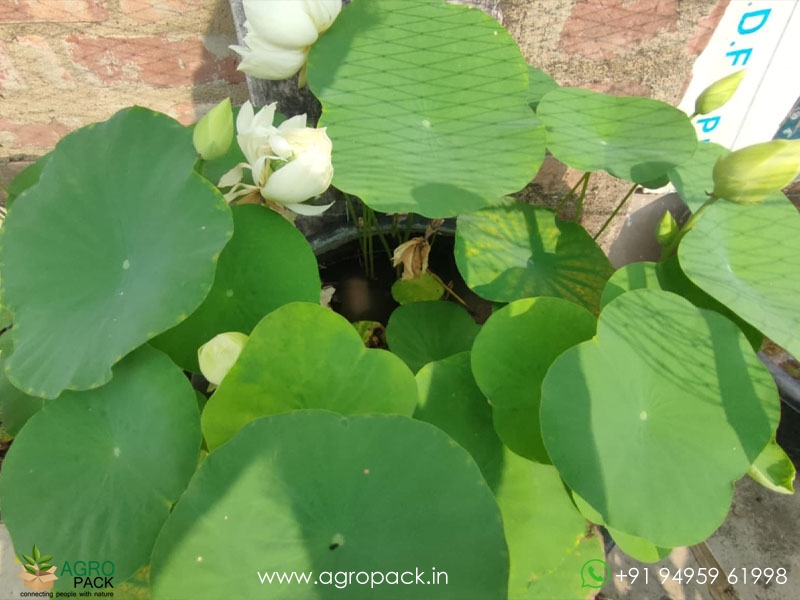 Kanchan-Bowl-Verity-Lotus3