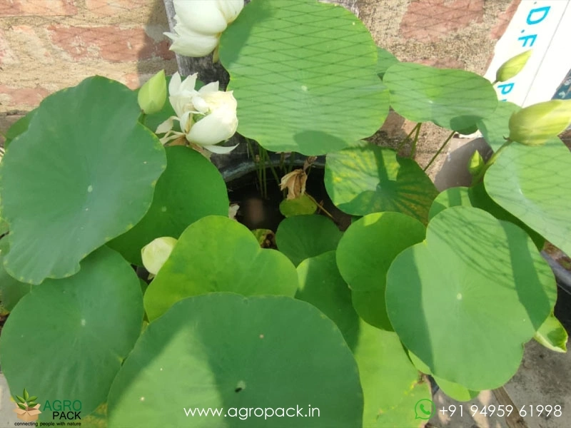 Kanchan-Bowl-Verity-Lotus3