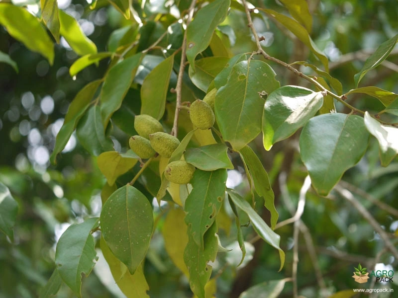 Karimaram1