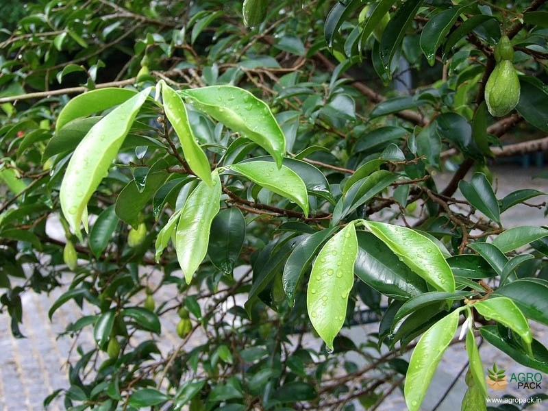 Karimaram3