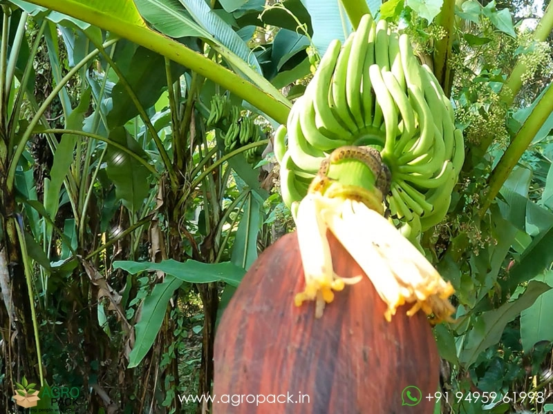 Kaveri-Banana2