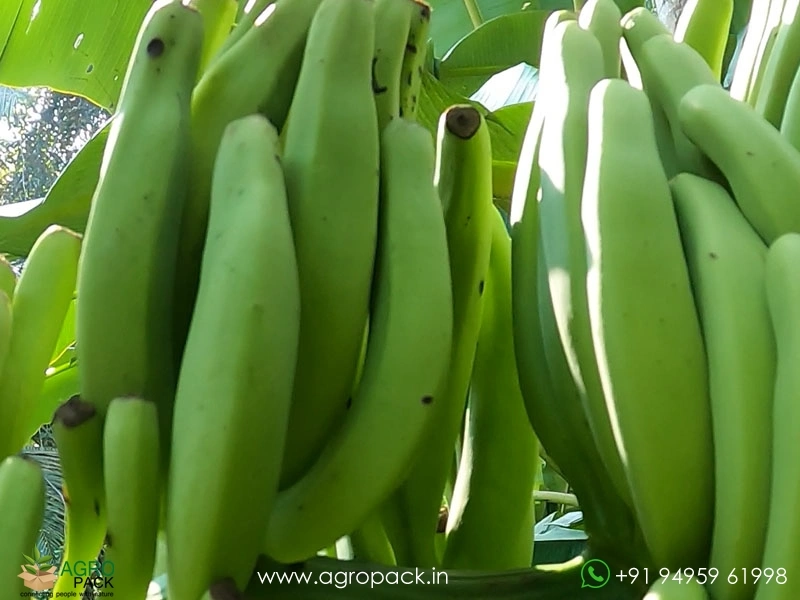 Kaveri-Banana3