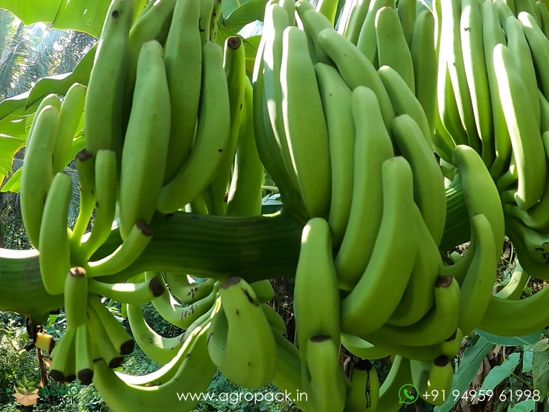 Kaveri-Banana4