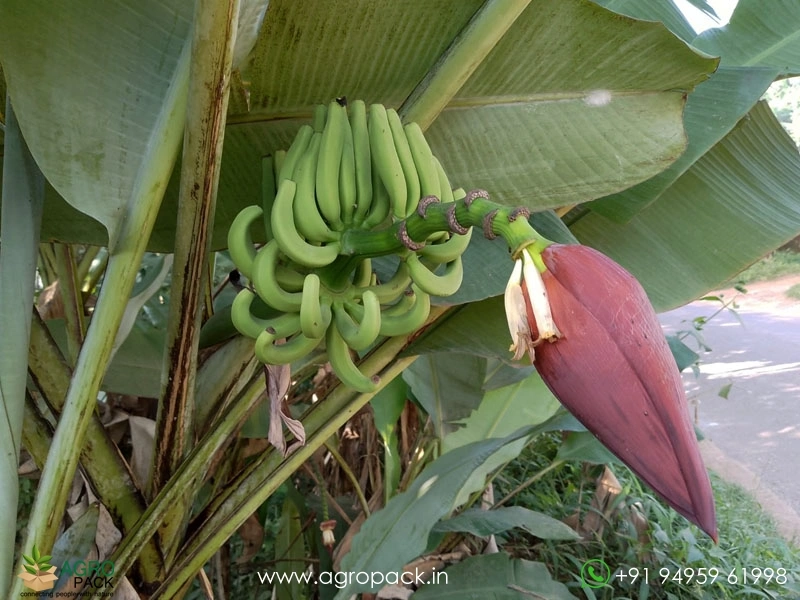 Kaveri-Banana5