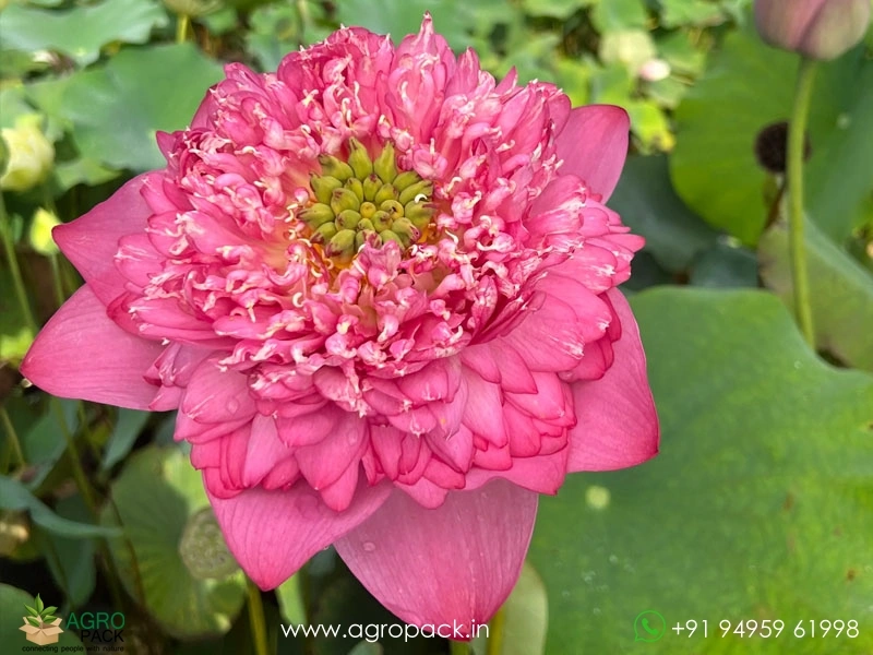 Kaveri-Lotus1