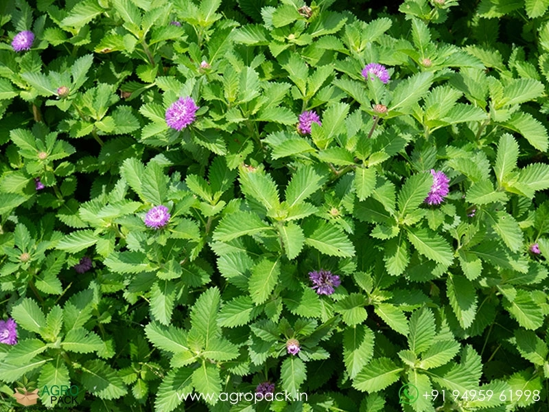 Kesavardhini-Plant1