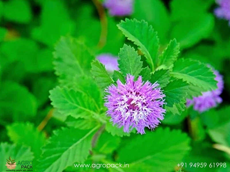 Kesavardhini-Plant2