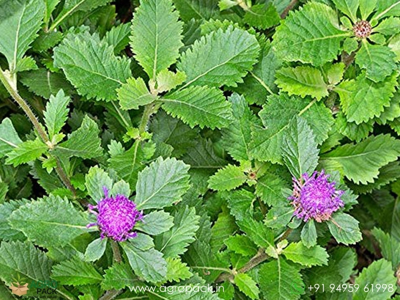 Kesavardhini-Plant3