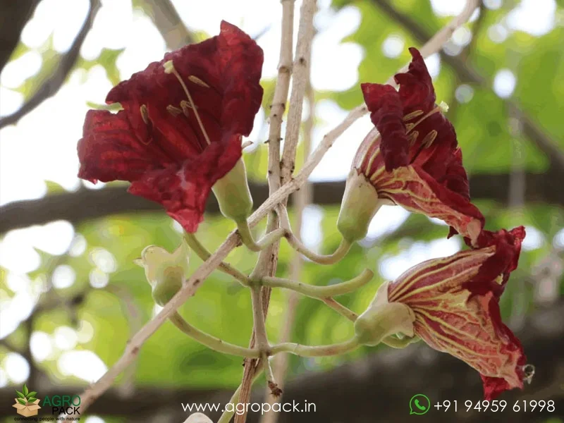 Kigelia-africana-Sausage-Tree1