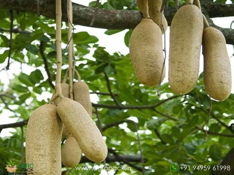 Kigelia-africana-Sausage-Tree2