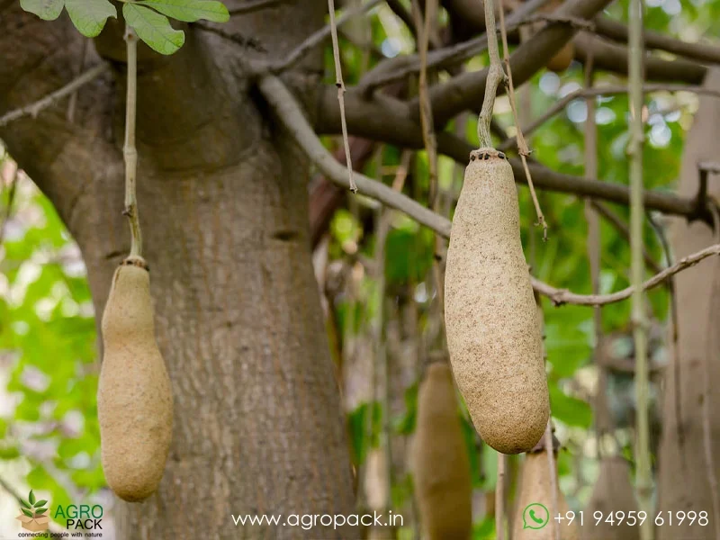 Kigelia-africana-Sausage-Tree3
