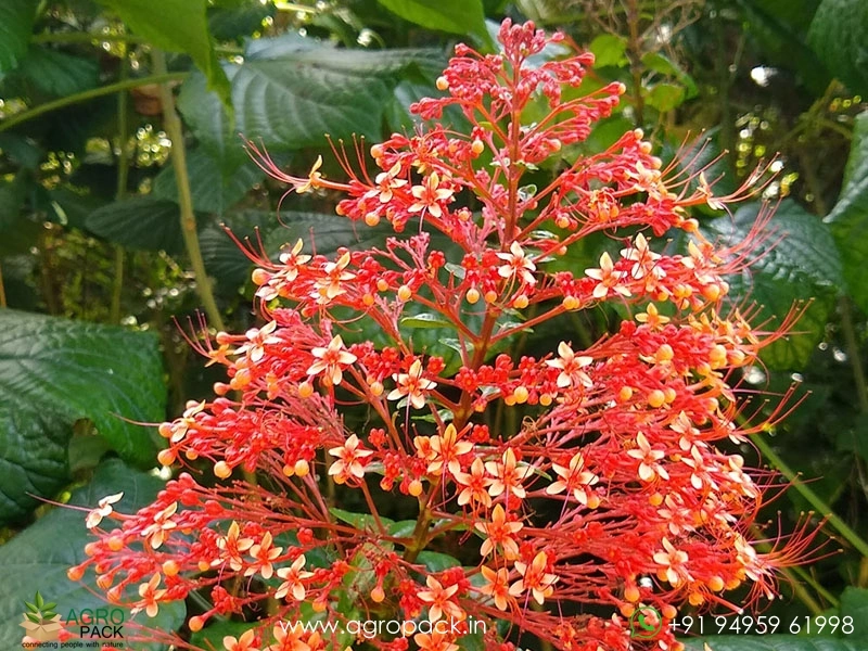Krishnakireedam5
