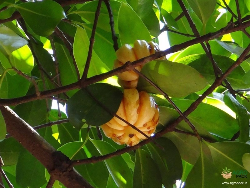 Kudampuli2